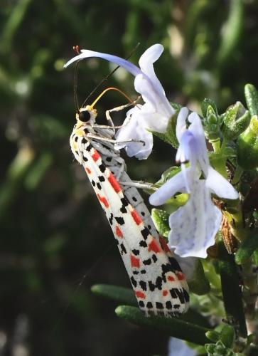Réf. 218 251 : Utetheisa pulchella